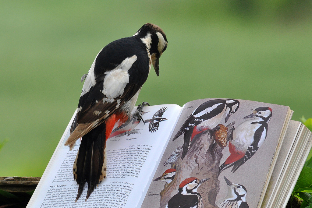 Donner à comprendre !